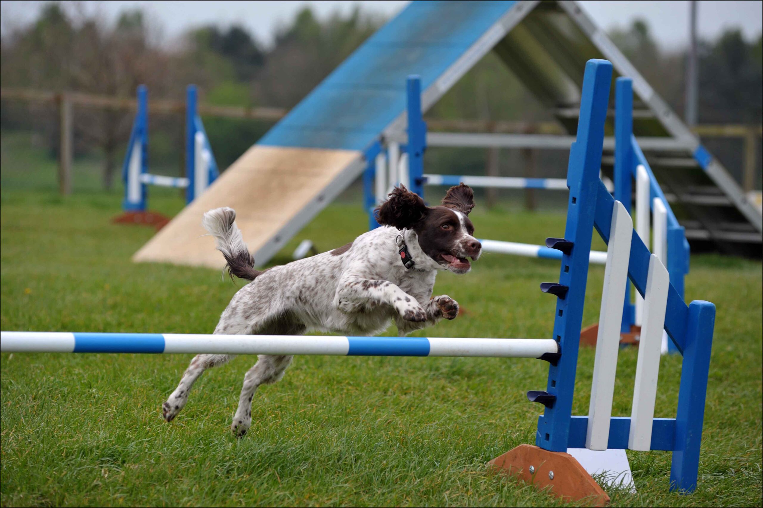 Agility dogs best sale near me